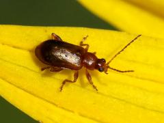 (Nigripalpis Flea Beetle) on Compass Plant