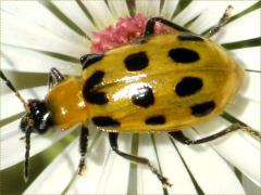 (Spotted Cucumber Beetle) on Heath Aster