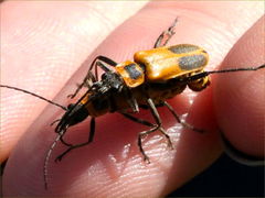 (Goldenrod Soldier Beetle) mating Natalie