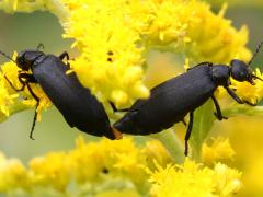 (Black Blister Beetle) mating pollen poop