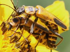 (Goldenrod Soldier Beetle) mating