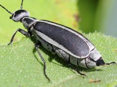 (Margined Blister Beetle) dorsal