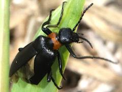 (Brevicornis Blister Beetle) dorsal