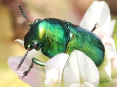 (Case-bearing Leaf Beetle) dorsal
