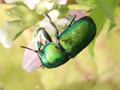 (Case-bearing Leaf Beetle) lateral
