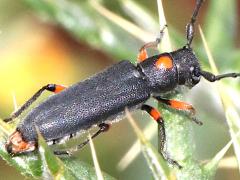 (Pustulata Longhorn Beetle) dorsal