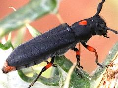 (Pustulata Longhorn Beetle) lateral