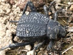 (Adesmia Darkling Beetle) frontal