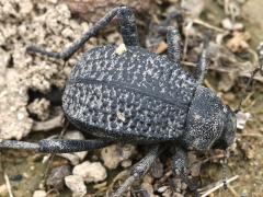 (Pitted Beetle) dorsal
