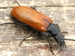 (Lepturoides Darkling Beetle) dorsal