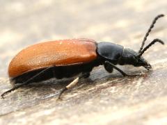(Lepturoides Darkling Beetle) lateral