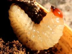 (Acorn Weevil) larva on Sessile Oak