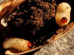 (Acorn Weevil) larvae on Sessile Oak