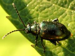 (Altica Flea Beetle) dorsal