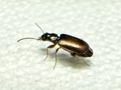 (Lebiinae Ground Beetle) profile