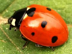 (Seven-spotted Lady Beetle) back