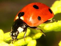 (Seven-spotted Lady Beetle) head
