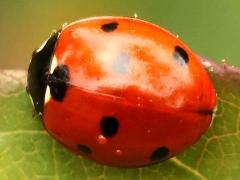 (Seven-spotted Lady Beetle) dorsal