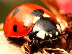 (Seven-spotted Lady Beetle) face