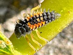 (Asian Lady Beetle) larva lateral