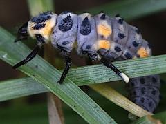 (Seven-spotted Lady Beetle) larva profile