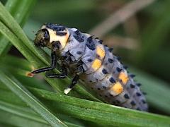 (Seven-spotted Lady Beetle) larva walking