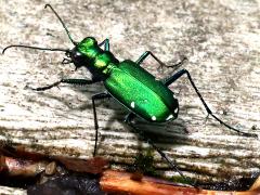 (Six-spotted Tiger Beetle) dorsal