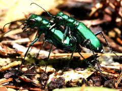 (Six-spotted Tiger Beetle) mating lateral