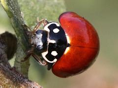 (Spotless Lady Beetle) frontal