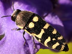(Alicia Jewel Beetles) profile