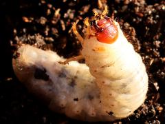 (Strategus Ox Beetle) larva dorsal