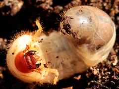 (Strategus Ox Beetle) larva ventral