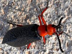 (Master Blister Beetle) dorsal