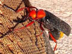 (Master Blister Beetle) profile