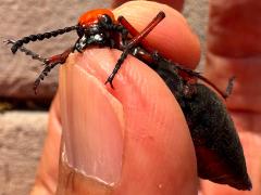 (Master Blister Beetle) ventral