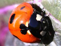 (Seven-spotted Lady Beetle) head