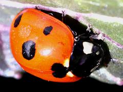 (Seven-spotted Lady Beetle) lateral