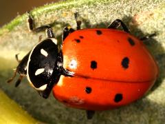 (Convergent Lady Beetle) dorsal