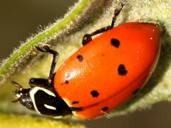 (Convergent Lady Beetle) profile