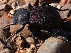(Marginata Darkling Beetle) dorsal (Marginata Darkling Beetle) dorsal