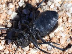 (Marginata Darkling Beetle) ventral (Marginata Darkling Beetle) ventral