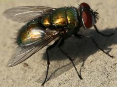 (Common Greenbottle Fly) male (Common Greenbottle Fly) male