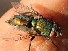 (Common Greenbottle Fly) female (Common Greenbottle Fly) female