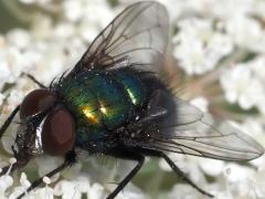 (Marsh Greenbottle Fly) face (Marsh Greenbottle Fly) face