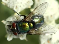 (Common Greenbottle Fly) on Wild Quinine