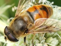 (Common Drone Fly) male hairy eyes on Rattlesnake Master