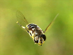 (Black-shouldered Drone Fly) female hovering