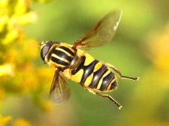 (Narrow-headed Marsh Fly) female hovering