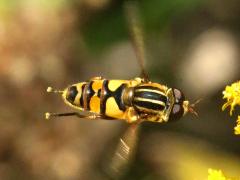 (Narrow-headed Marsh Fly) male hovering