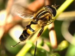 (Narrow-headed Marsh Fly) male jumping